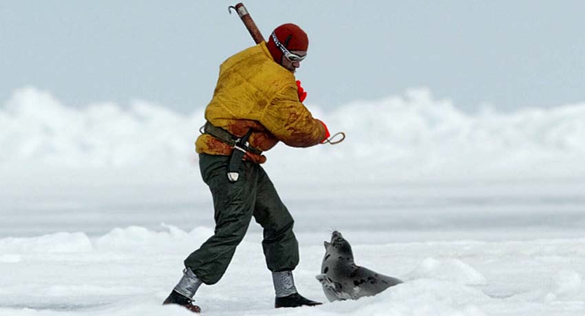 ¡Juntos podemos terminar con la matanza de focas en Canadá!