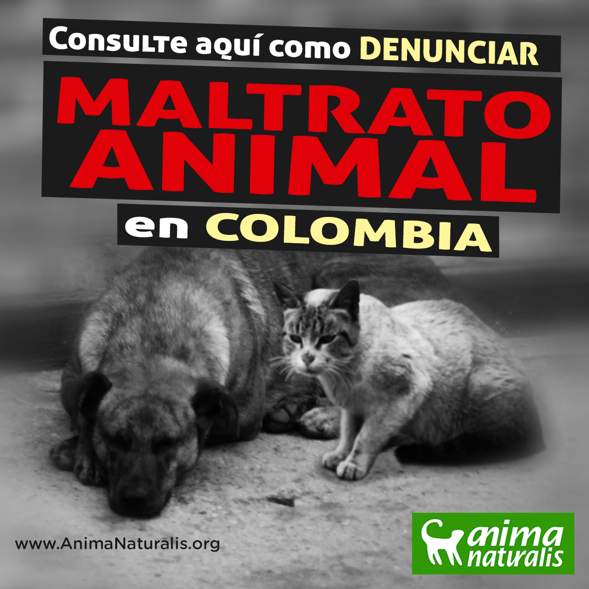 Formatos-guía para denunciar el maltrato animal en Colombia