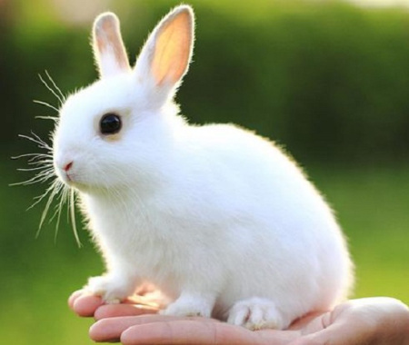¡Australia prohíbe las pruebas en animales para productos cosméticos!
