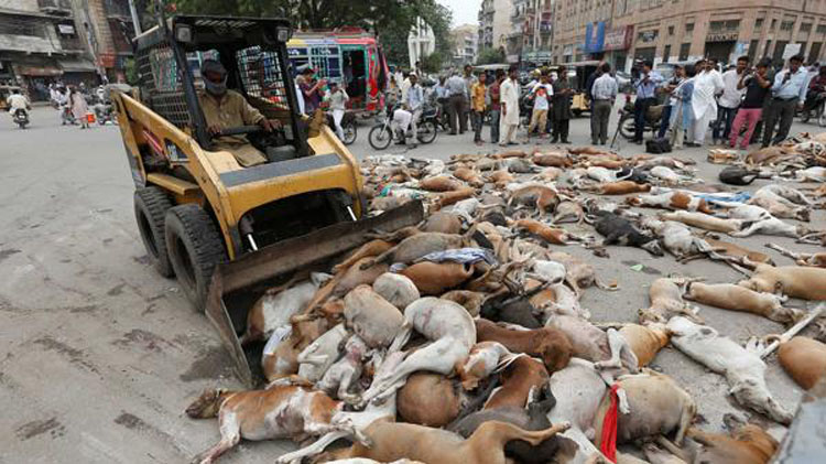 Matanza de perros en Pakistán: ¡ponte en acción!