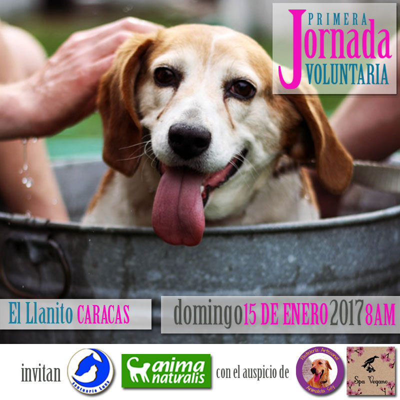 Caracas: ¡Apúntate en la  primera Jornada Voluntaria!