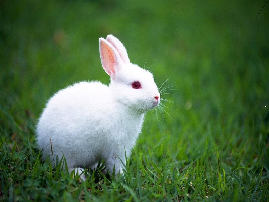 ¡Buenas noticias para los conejos de Europa!