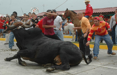 Tlacotalpan se empeña en realizar el “embalse de toros” a pesar de violentar Ley estatal
