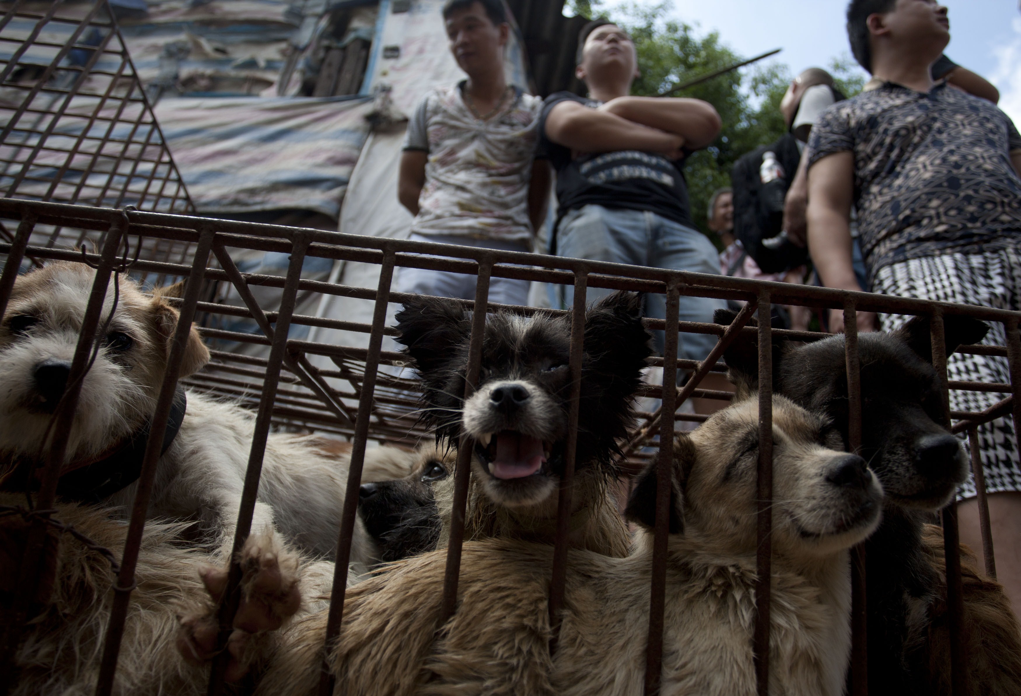 China pone fin al polémico Festival de Carne de Perro de Yulin