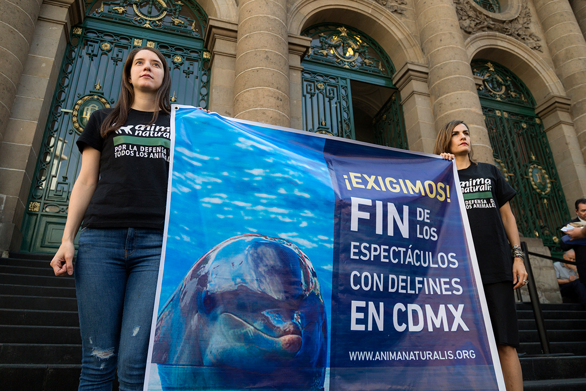 Ciudad de México pone fin a los espectáculos con delfines por unanimidad