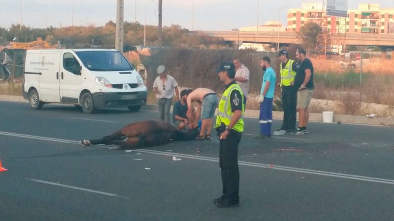 Muere el caballo de la galera golpeada por un coche en Palma