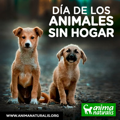 Día Internacional del Animal Sin Hogar
