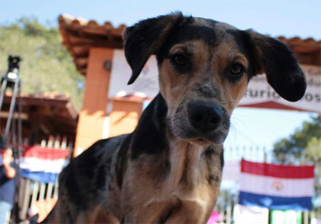 Ya está vigente en Paraguay la ley contra el maltrato animal 