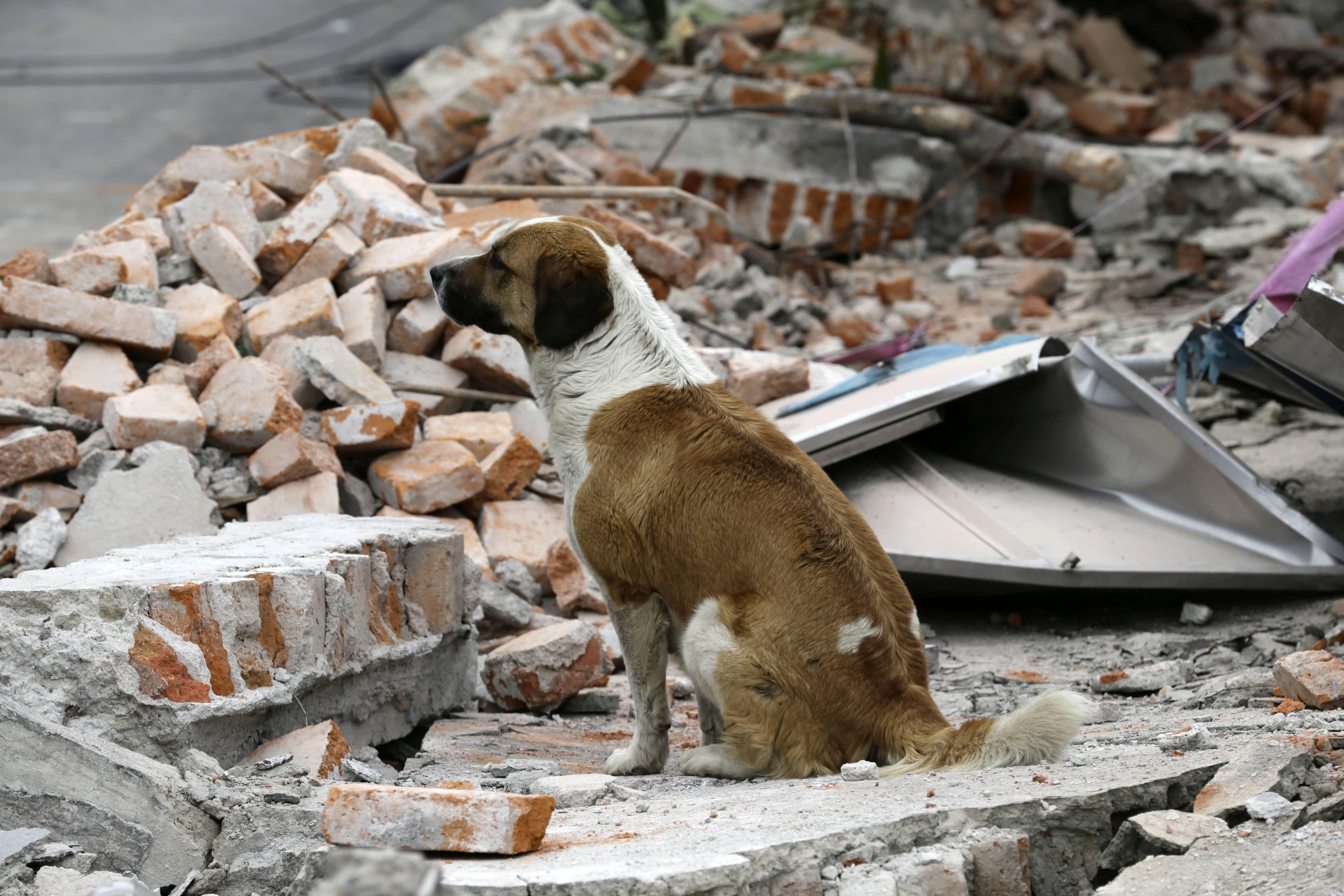 Ayúdanos a apoyar el rescate de los animales afectados por el terremoto de México