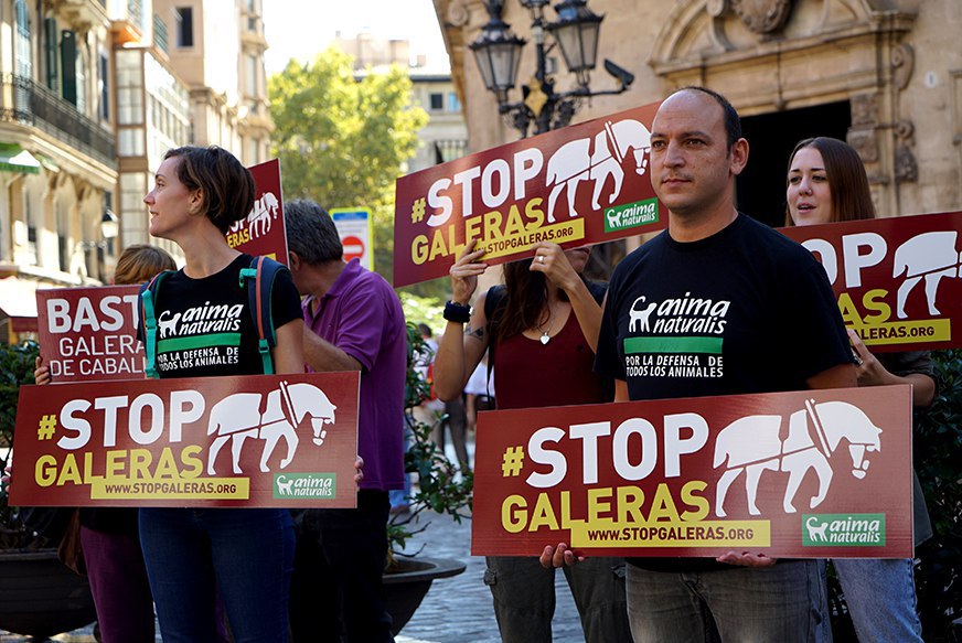 AnimaNaturalis lanza campaña 'Stop Galeras' contra la explotación de caballos