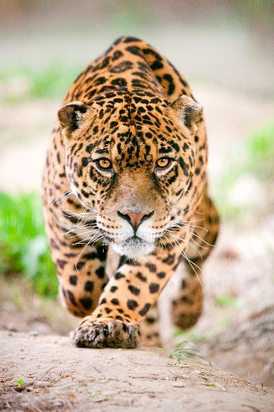 Tráfico de pieles y dientes amenaza al Jaguar