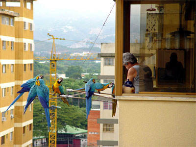 La triste historia detrás de las guacamayas de Caracas