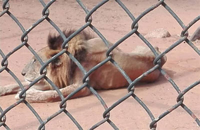 80 animales del Zoológico del Zulia en riesgo de morir por inanición