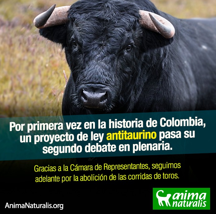 Cámara de Representantes colombiana aprueba Proyecto de Ley Antitaurino