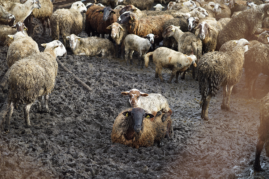 Decomisadas 700 ovejas y cabras desnutridas en una granja de Lliçà d'Amunt