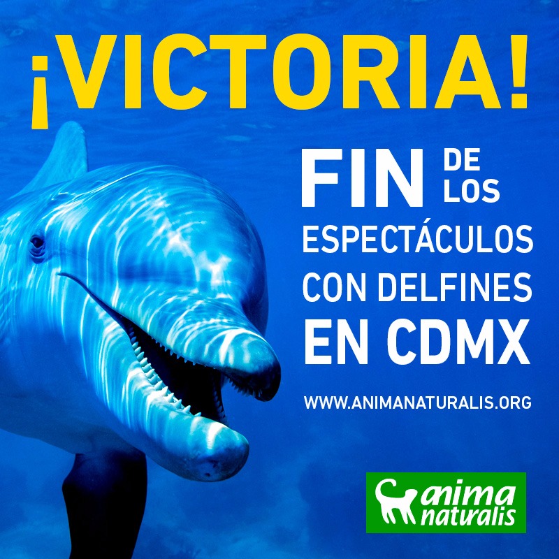 ¡Victoria! CDMX dice por fin NO a los delfinarios