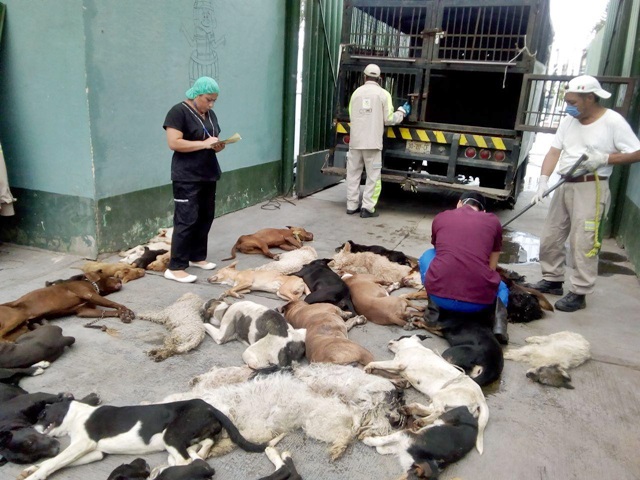 AnimaNaturalis exige castigo por matanza de perros y gatos en Tláhuac, CDMX