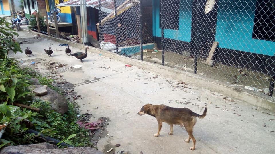 ONGs solicitan a EPM evacuación inmediata de fauna doméstica afectada por Hidroituango