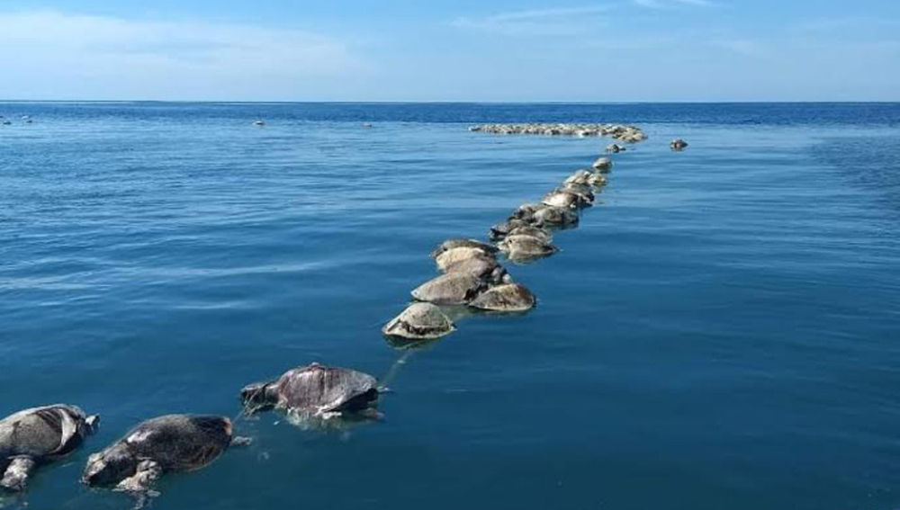 Mueren 300 tortugas al quedar atrapadas en redes de pesca