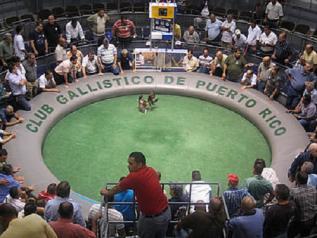 Senado federal de EEUU aprueba prohibir las peleas de gallos en Puerto Rico