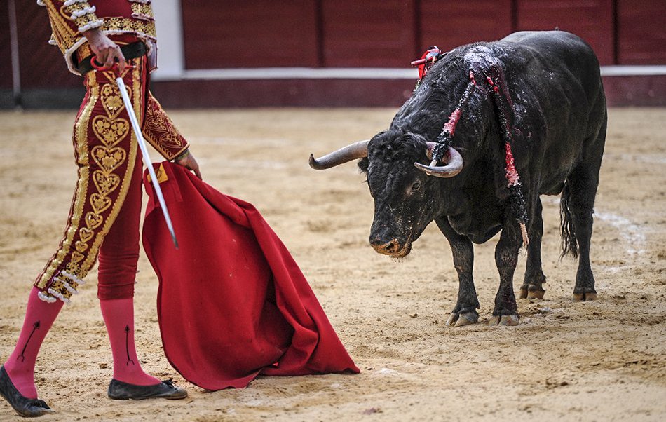 Partido Popular y Tribunal Constitucional mantienen la tortura y muerte de toros en Islas Baleares