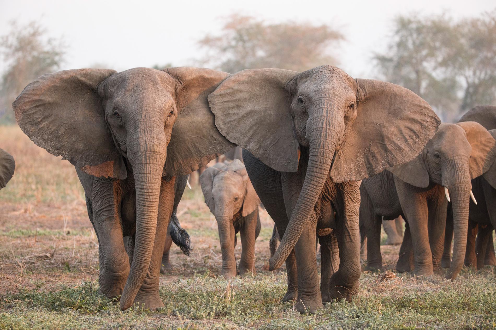 Bajo la presión de la caza furtiva, los elefantes están evol |  AnimaNaturalis