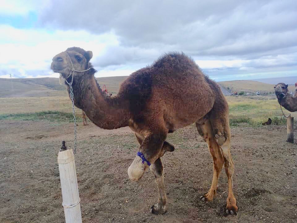 ¡Necesitamos tu ayuda para salvar a los camellos de “Lanzarote Safaris”!