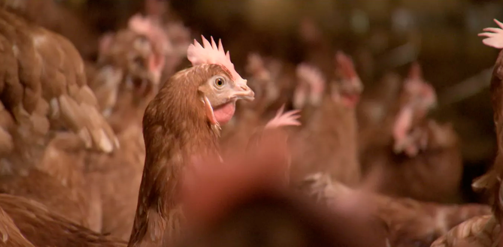 Sin jaulas suena bien, pero ¿significa una vida mejor para las gallinas?