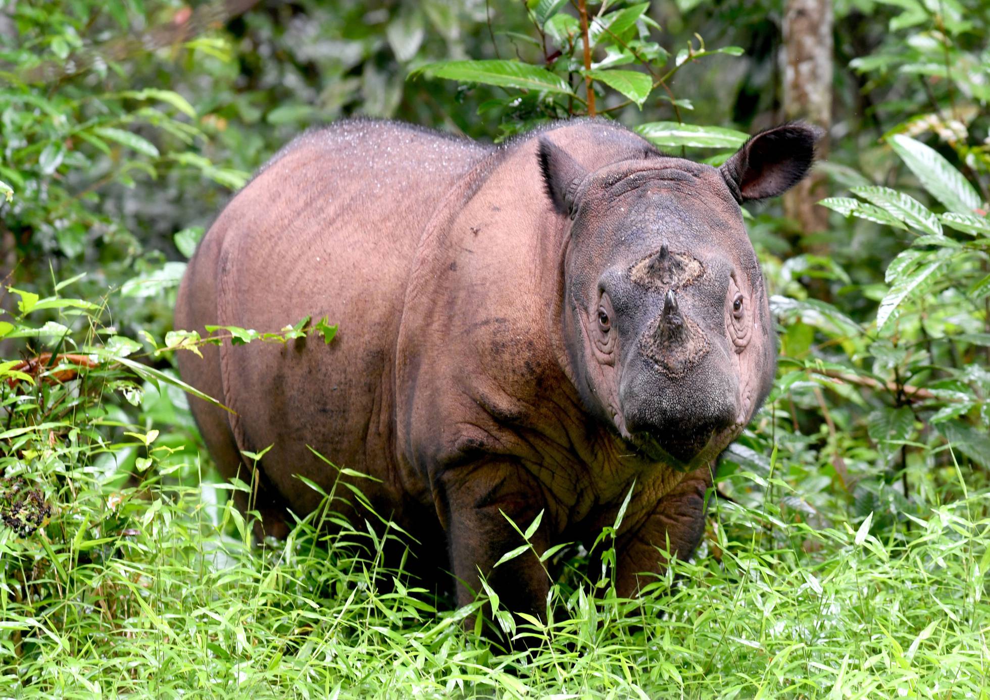 El último rinoceronte macho de malasia, ha muerto.