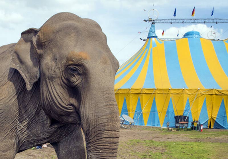 Dinamarca paga 1,6 millones para liberar cuatro elefantes de circo