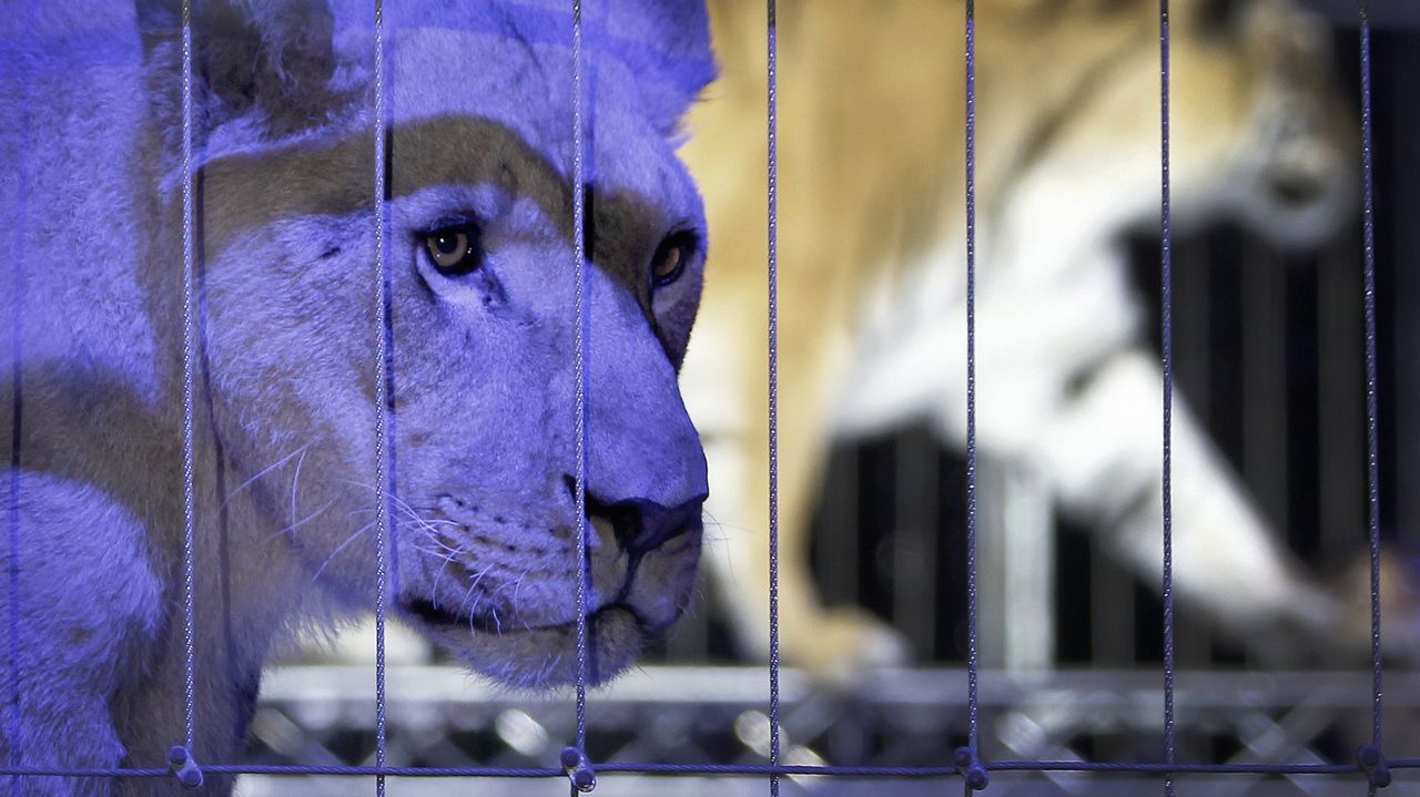 Madrid no revertirá la prohibición al uso de animales en circos