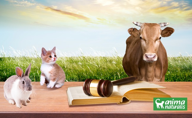 Lanzan iniciativa de modificaciones en Ley de protección animal en CDMX: valiosa propuesta para los animales. ¡Participa! 