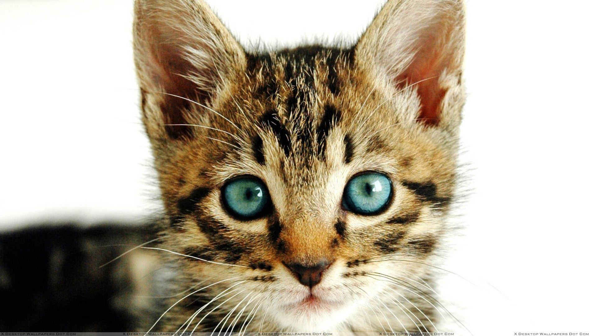 Escarpado once interno Los gatos tienen expresiones faciales, pero probablemente no |  AnimaNaturalis