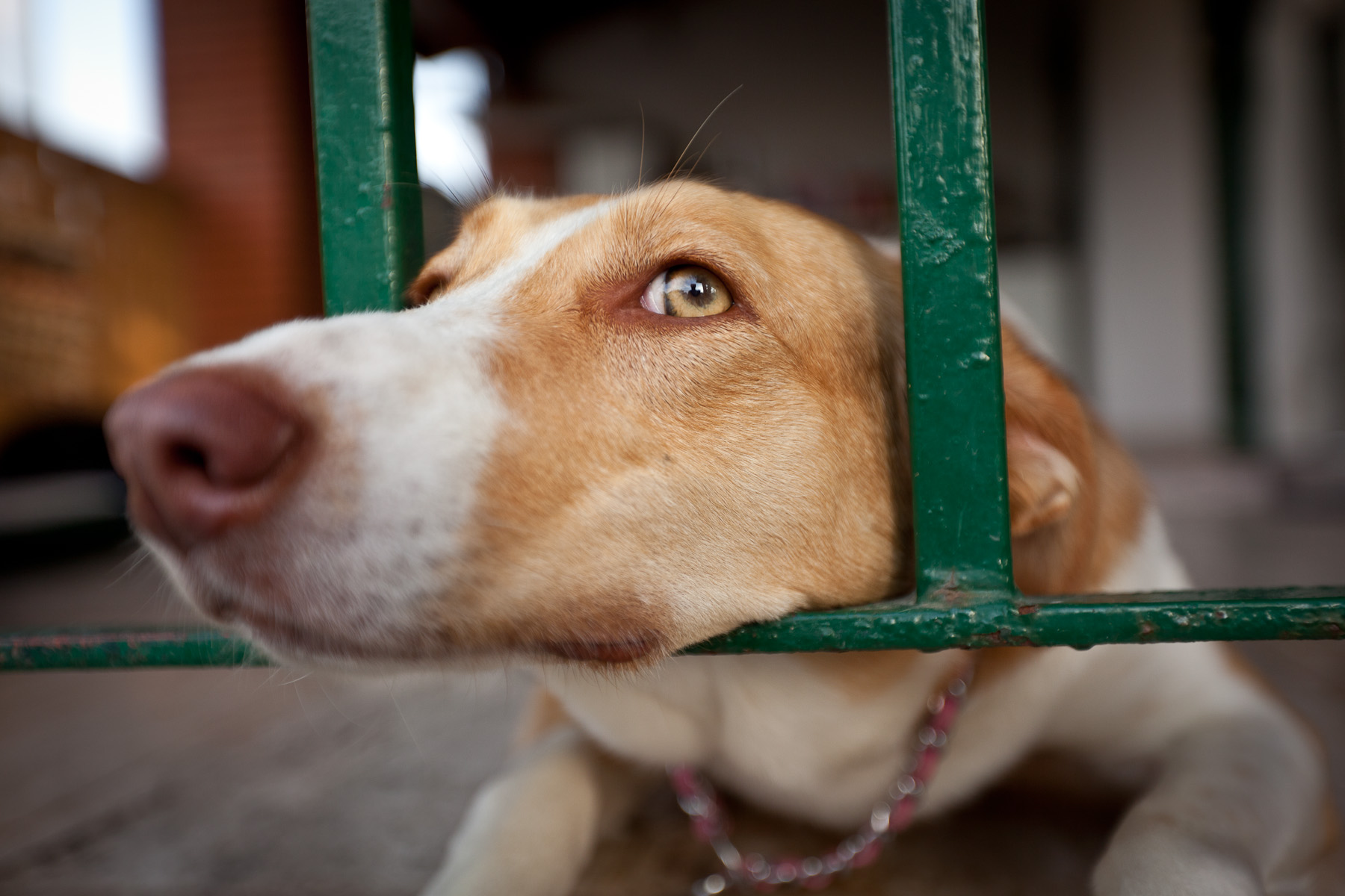 martes Polvo dolor de cabeza Vox plantea matar a los perros que nadie adopte en Zaragoza | AnimaNaturalis