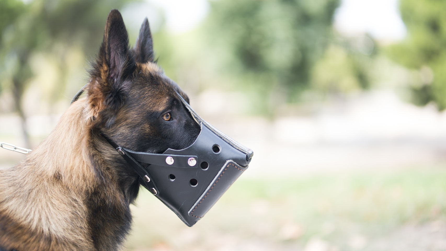 El Parlamento de Cataluña rechaza regular el acompañamiento de perros para víctimas de violencia de genéro