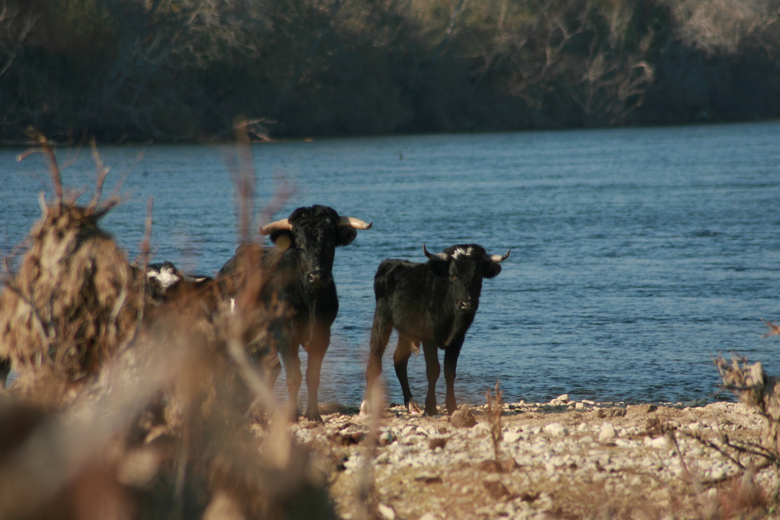 Entidades de protección animal felicitamos a la Generalitat por la buena gestión de los toros de la Isla de Vinallop 