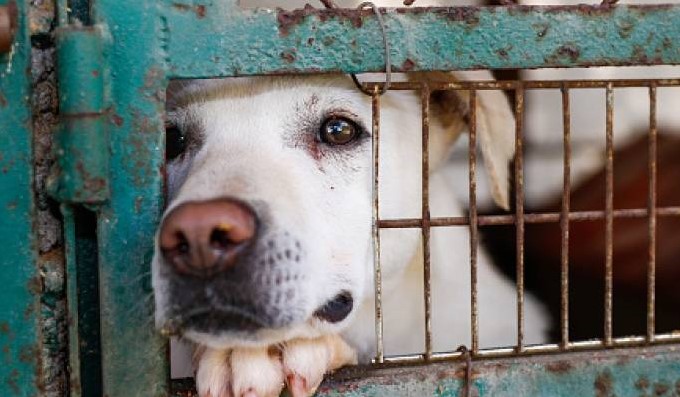 Reino Unido aumentará las penas por maltrato animal a cinco años de cárcel