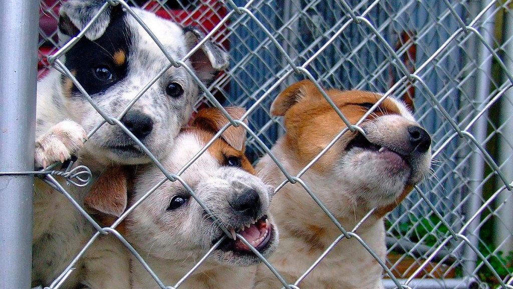 Reino Unido prohibirá por ley los criaderos de perros y gatos