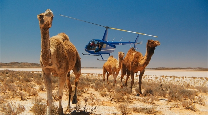 Australia está sacrificando a miles de camellos salvajes. Exigimos que lo paralicen de inmediato.