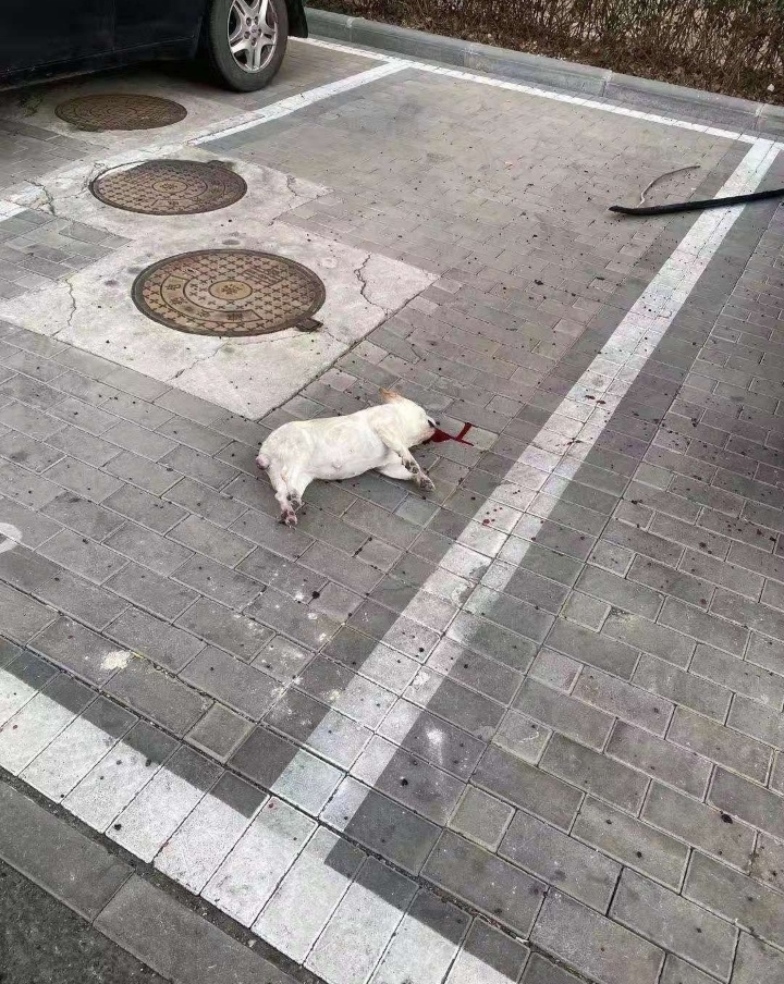 ¡Basta de arrojar perros y gatos desde apartamentos en China!