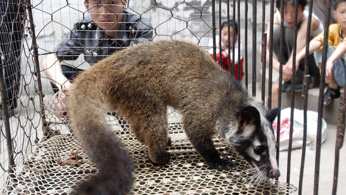 China tomará medidas enérgicas contra el comercio ilegal de vida silvestre a raíz del brote de coronavirus.