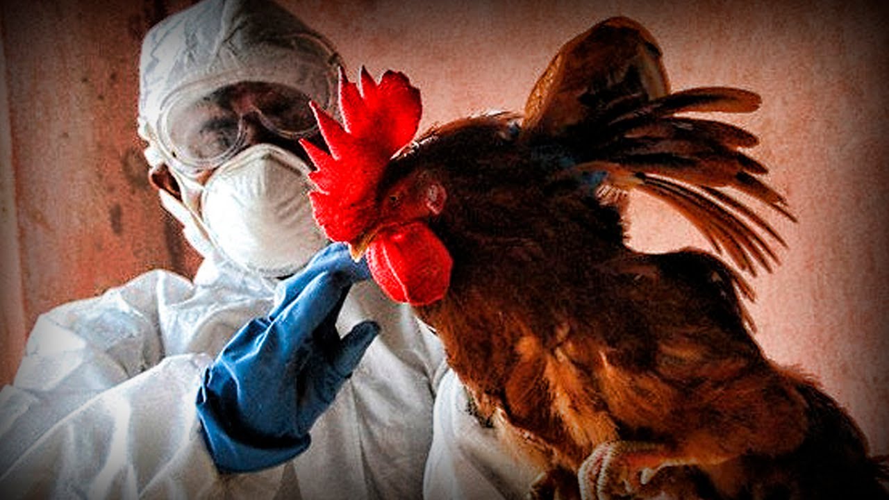 Filipinas detecta un brote de gripe aviar en medio de la crisis por el coronavirus