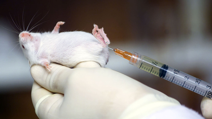 La primera vacuna contra el COVID-19 no será probada en animales