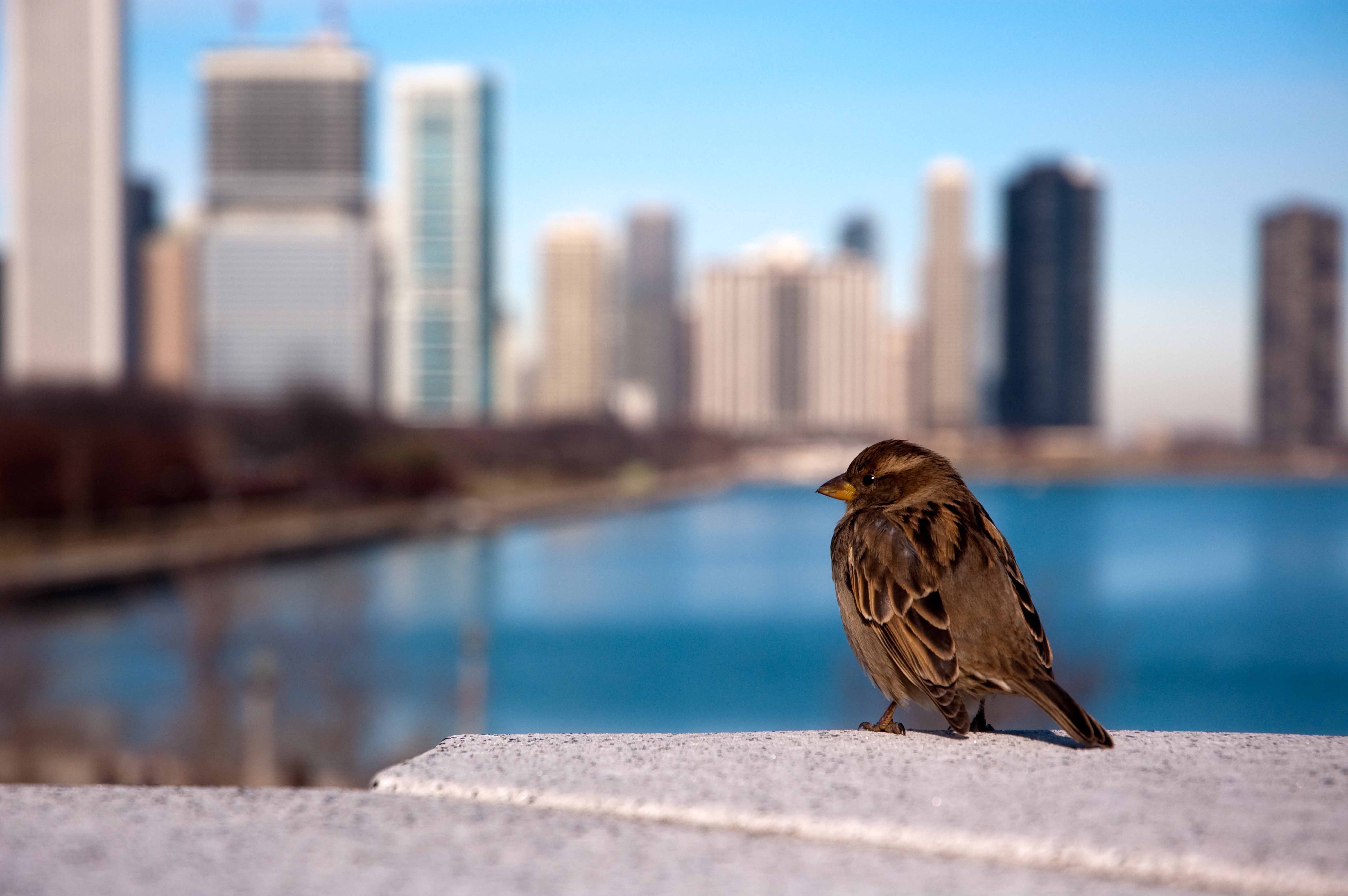 Dar de comer a las aves urbanas en tiempos de coronavirus, ¿sí o no?