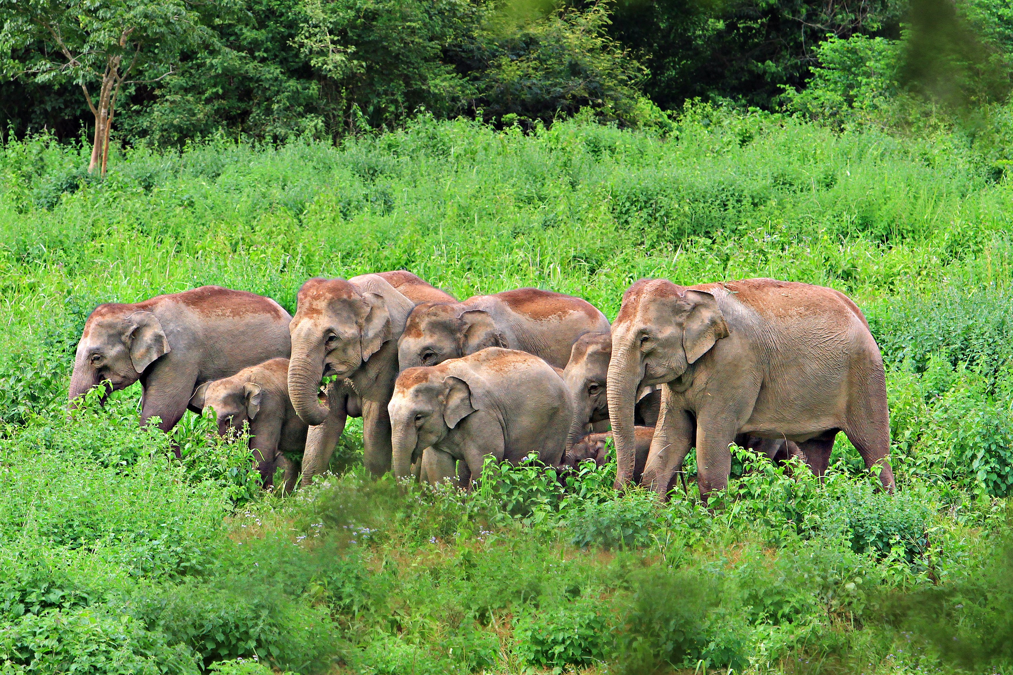 Liberan a 78 elefantes por falta de turistas