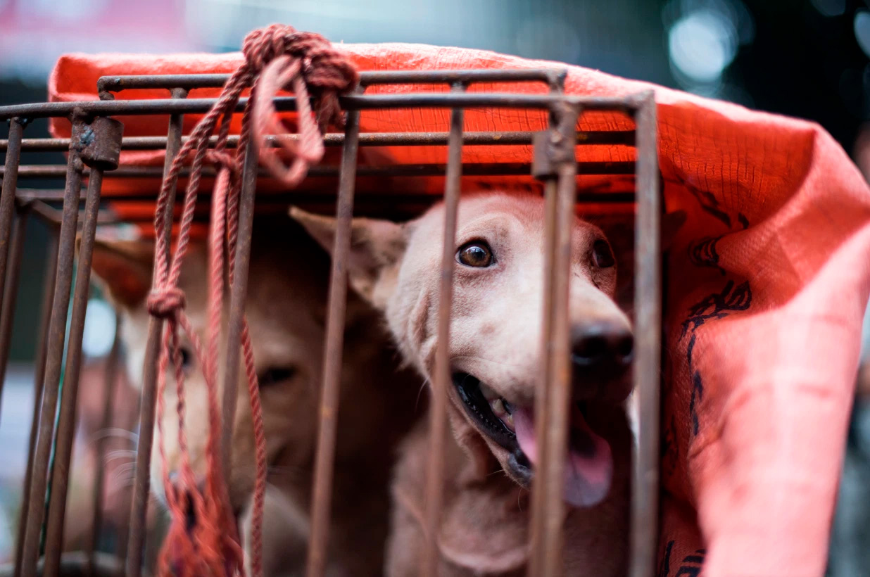 Estamos frente al fin de consumo de carne de perro y gato en China
