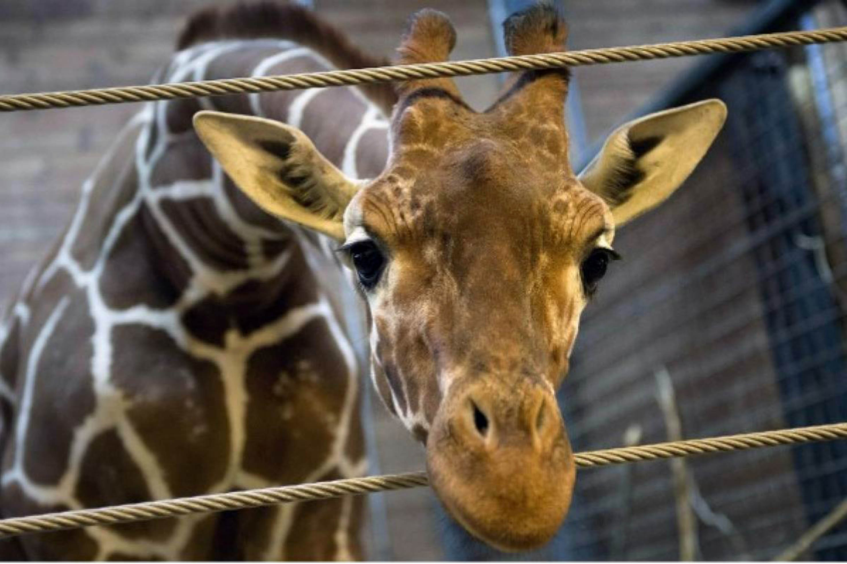 Un zoo contempla sacrificar animales durante el coronavirus para alimentar a otros 