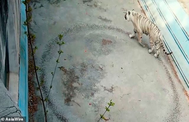 Un video desgarrador muestra a un tigre caminando en círculos en un zoológico de Beijing