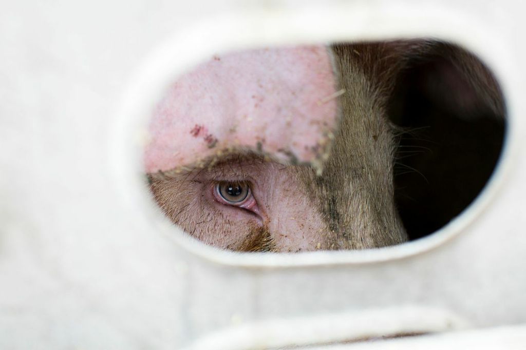 La producción de carne de cerdo disminuye un 50% debido al coronavirus