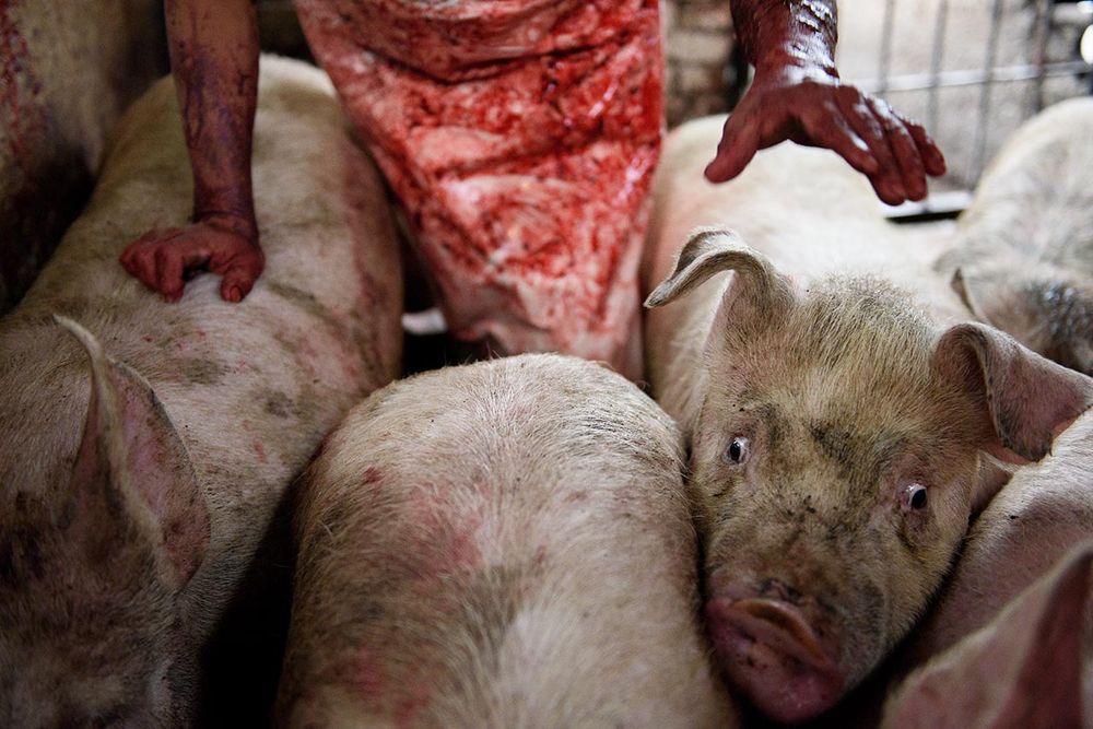 La carne no es esencial. ¿Por qué nos estamos matando por ella?